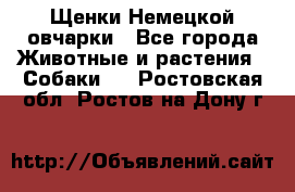 Щенки Немецкой овчарки - Все города Животные и растения » Собаки   . Ростовская обл.,Ростов-на-Дону г.